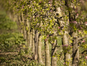 Organic: An Apple by Any Other Name Would Taste as Sweet