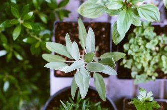 Spring into a healthier you: How to grow your own herbs and spices