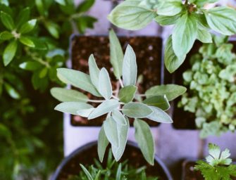Spring into a healthier you: How to grow your own herbs and spices