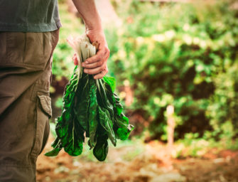 Lessons in local food safety